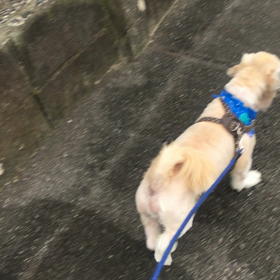 久々の散歩の画像