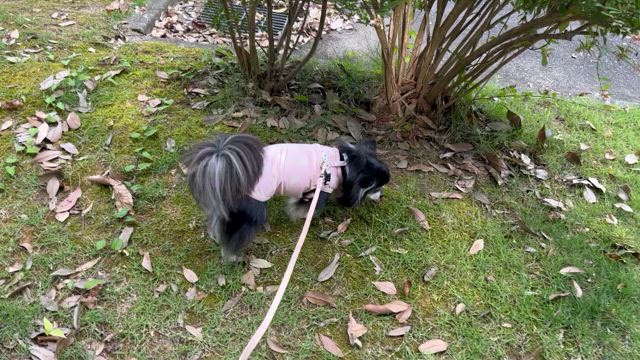 今日のこっちゃん　１９の記事動画