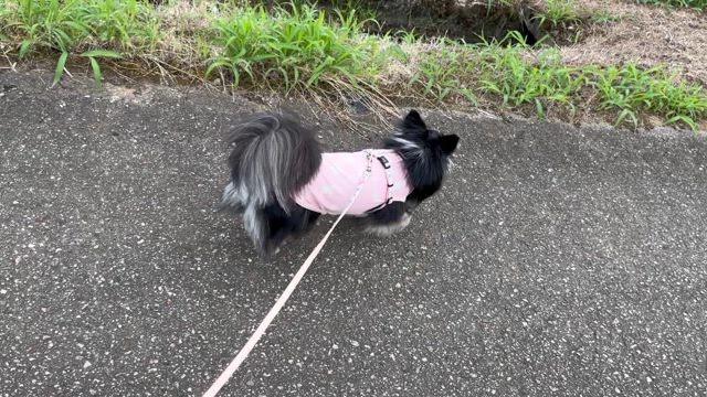 今日のこっちゃん　14の記事動画