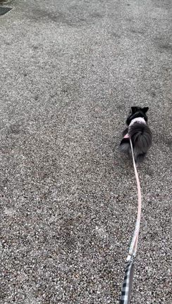 今日のこっちゃん　15の記事動画