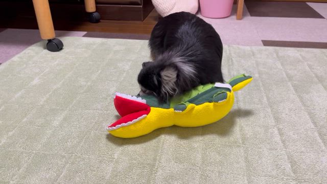 今日のこっちゃん　15の記事動画