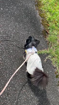 今日のこっちゃん　１２の記事動画