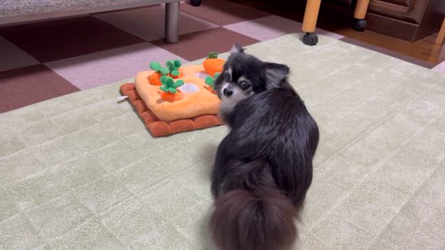 今日のこっちゃん　14の記事動画