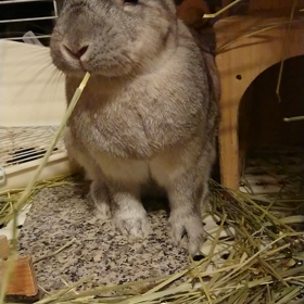 チモチモ2連の画像