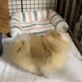 犬の紹介の画像