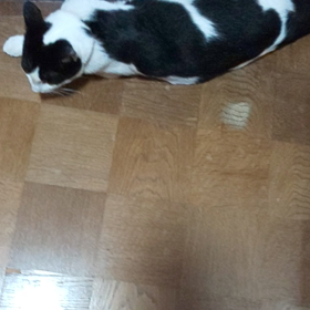 興奮中？の画像