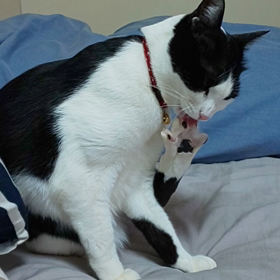 小判の後ろ足の掃除と睡眠の画像