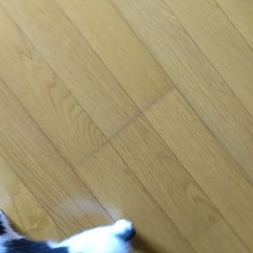 甘える小判の画像