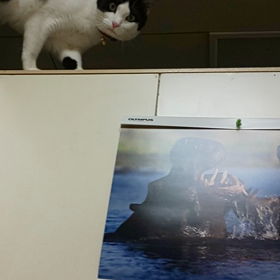 今日も元気です。の画像