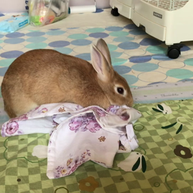 偽妊娠についての画像