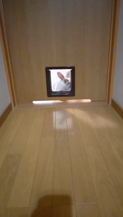 ネコ化したうさぎ、今日のお義母さん晩ごはんの記事動画