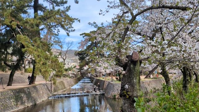夙川公園桜並木2026の記事動画