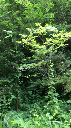 夏の庭の記事動画