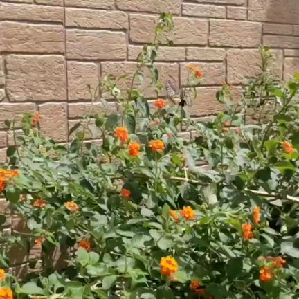 MRI復旧につきましての記事動画
