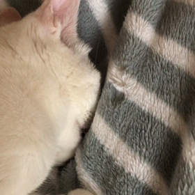 猫ってすごいにゃの画像