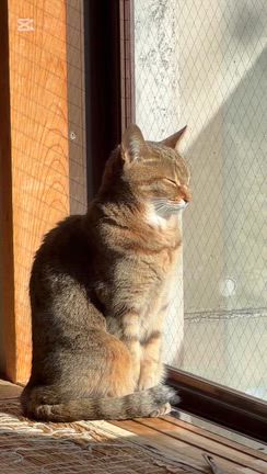 今日のちゃめさんの記事動画