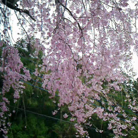 この1年愛でたお花たち❁❀✿✾の画像