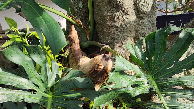 3連休最終日の食っちゃ寝マンデー♪の記事動画