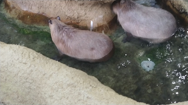 懐ウハウハ状態の食っちゃ寝サンデー♪の記事動画