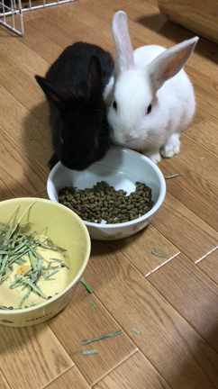 シロとクロの記事動画