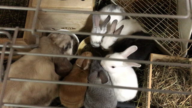 輪になって食べてます^ ^の記事動画