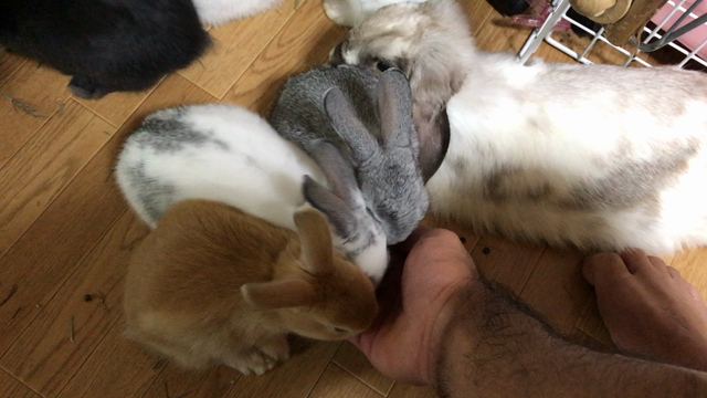 遂にの記事動画