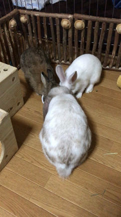 家族で食事の記事動画