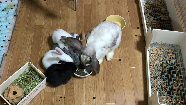 みんなで仲良くご飯の記事動画