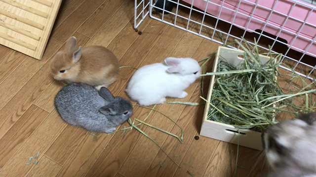ママと一緒にいただきまーすの記事動画