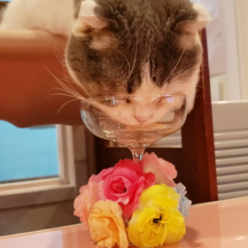 可愛いね(*^O^*)の画像
