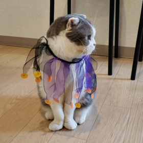 わぁーい＼(^o^)／の画像