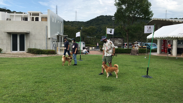 ふれあい活動犬認定式と保護犬同窓会の記事動画