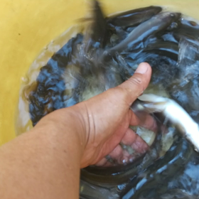恵比寿顔の画像