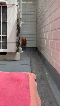 お花見に行ってきましたの記事動画