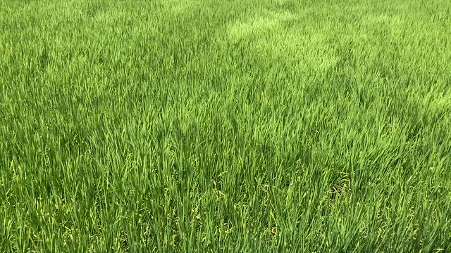 ８月初めのお稽古の記事動画