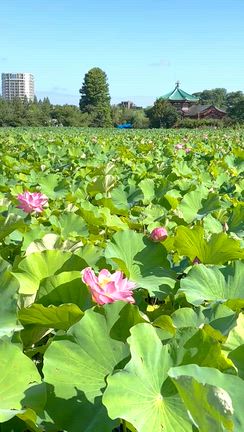 不忍池にやっと蓮の花がの記事動画