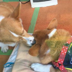 マック　祥月命日　　　ホスピス受付の画像