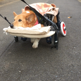 歩いたよの画像