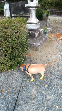 ワンちゃんと一緒にリフレッシュの記事動画