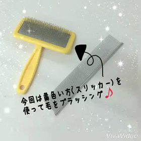 トイプードルのお手入れの仕方！の画像