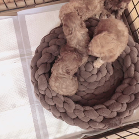 パピーシュシュのブリーダー部門！の画像