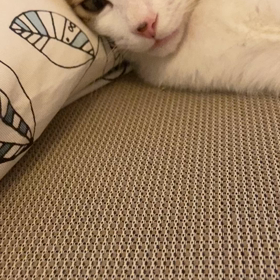 猫の寝息の画像