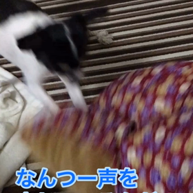 チワワの歌声？？の画像