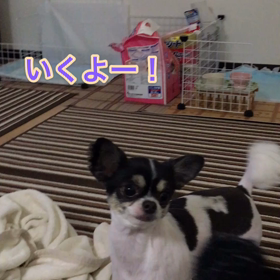 チワワのちょっとした特技の画像