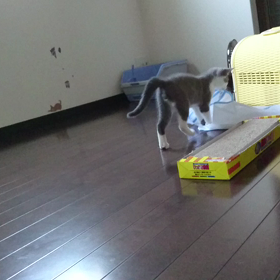 やんちゃの画像