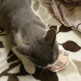 歯磨きおもちゃの画像