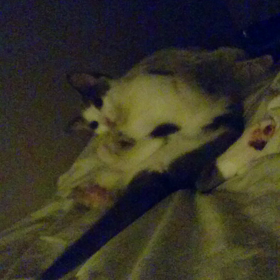 狩りの練習？②の画像