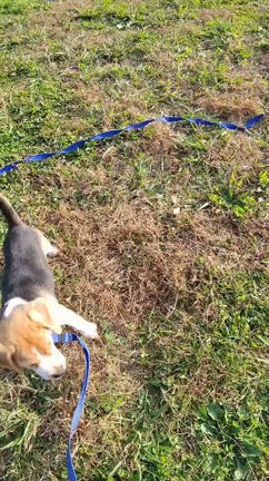 お散歩開始の記事動画