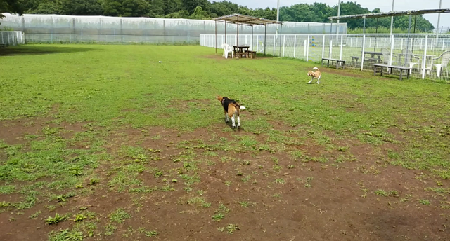 まっくろくろ助の記事動画
