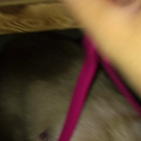 はぁーいの画像